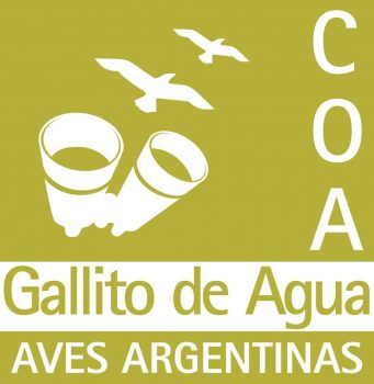 COA Club de Observadores de Aves – Gallito de Agua